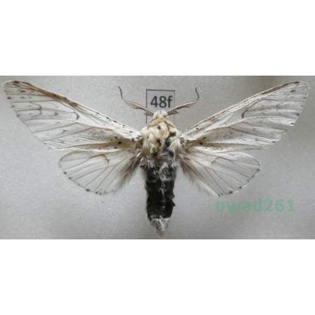 Cerura erminea (Esper, 1783) Poland48f